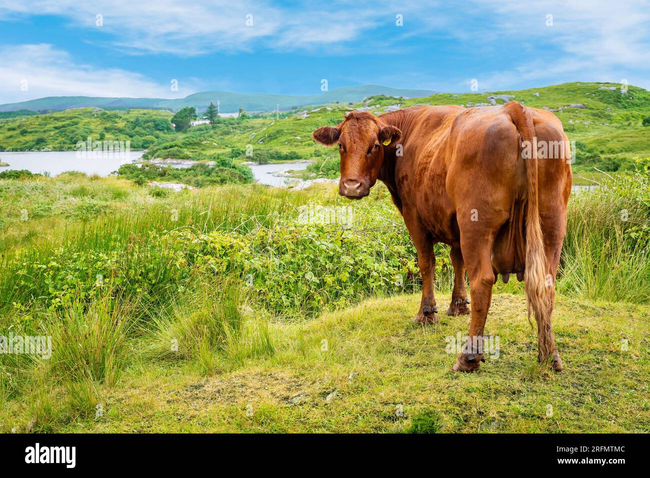 Scenic green landscape with cows and vivid blue sky and lake peaceful ...