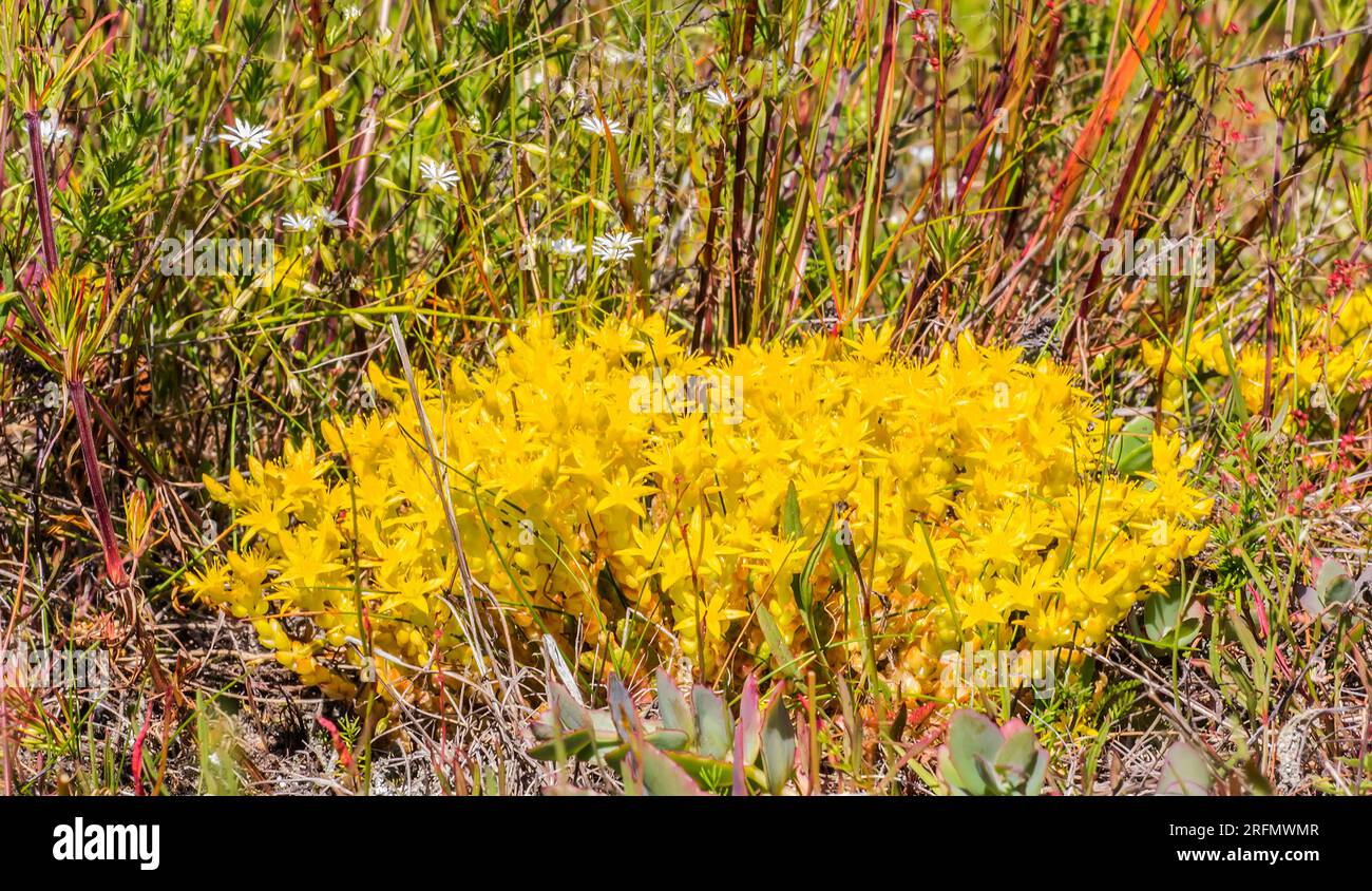 A truly golden plant is Golden moss (Sedum acre) in the flowering period on the islands of the Gulf of Finland Stock Photo