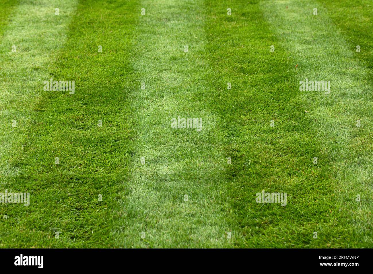 Newly mowed stripes on the croquet lawn at The Bishops Palace, City of Wells, Somerset, England, UK Stock Photo