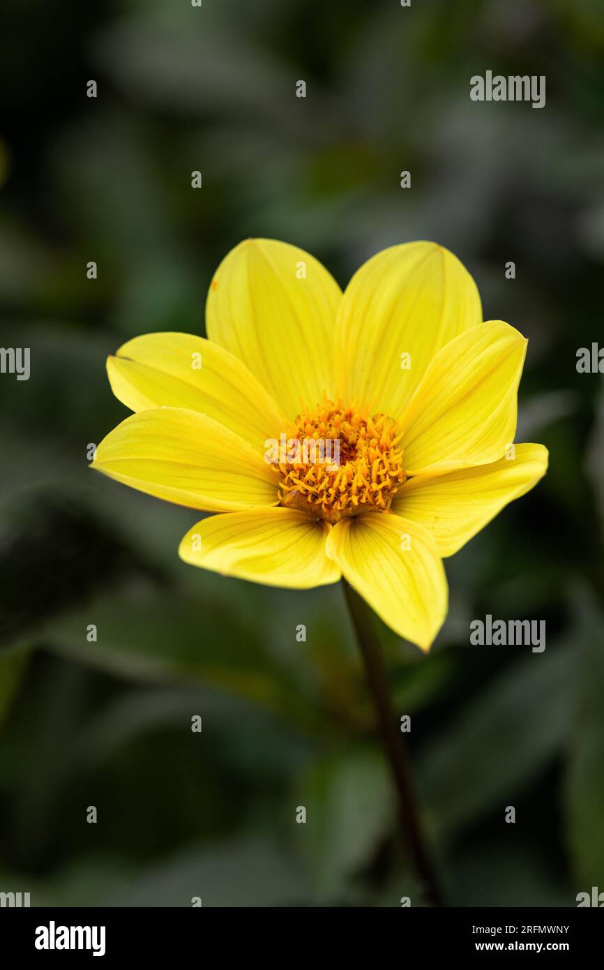 Close up of a single Duke of York Dahlia flowering in an English garden.  A beautiful yellow Dahlia against a blurred green background, England, UK Stock Photo
