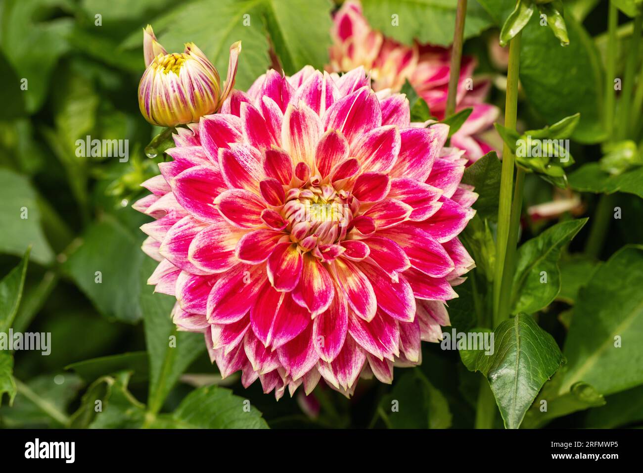 Dahlia leaves hi-res stock photography and images - Alamy