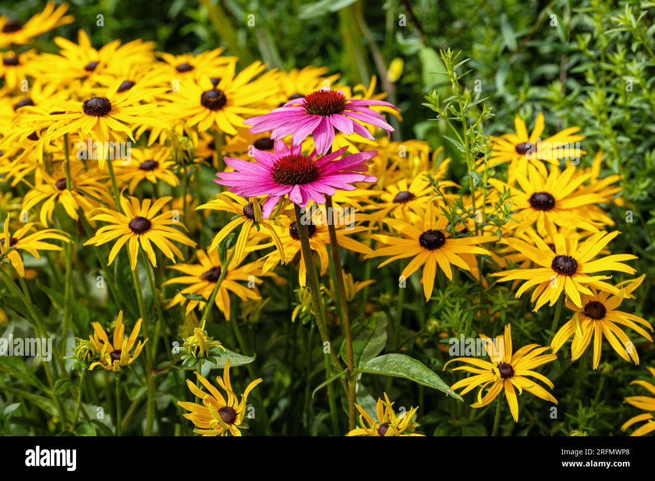 Bright golden yellow Rudbeckia and purple Echinacea flowers flowering in an English cottage garden, England, UK Stock Photo