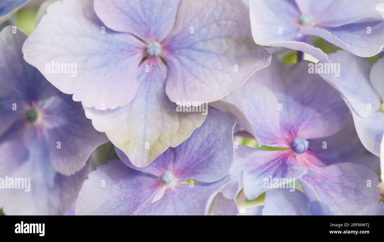 Close-up of delicate petals of light blue hydrangea, selective focus. Beautiful natural banner of fragile flowers. Garden shrubs, flowering season. Ma Stock Photo