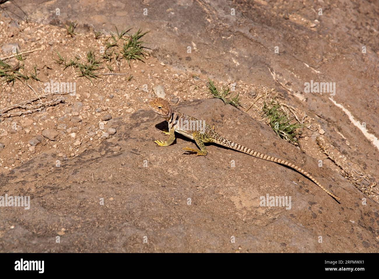 Observant  common collared lizard (Crotaphytus collaris ) basking in sun on rock in Rio Grange Gorge Stock Photo