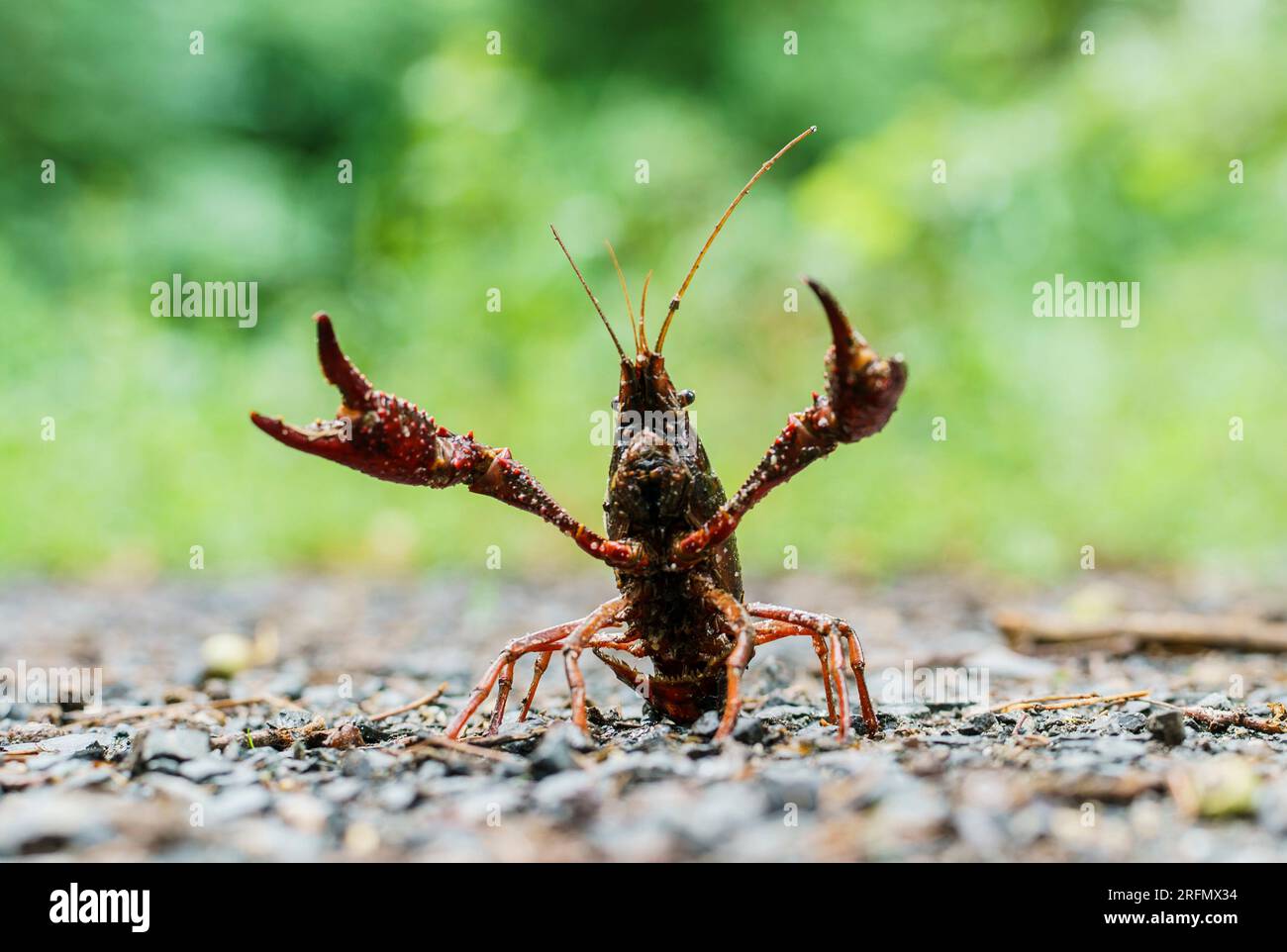 Raunheim, Germany. 04th Aug, 2023. A swamp crayfish confronts an invader. After rainfall, invasive American swamp crayfish migrate into an adjacent residential area. The American swamp crayfish is an omnivore (snails, small amphibians, amphibian spawn) and also carries the crayfish plague. Native crayfish species perish from it, but the swamp crayfish does not. Credit: Andreas Arnold/dpa/Alamy Live News Stock Photo