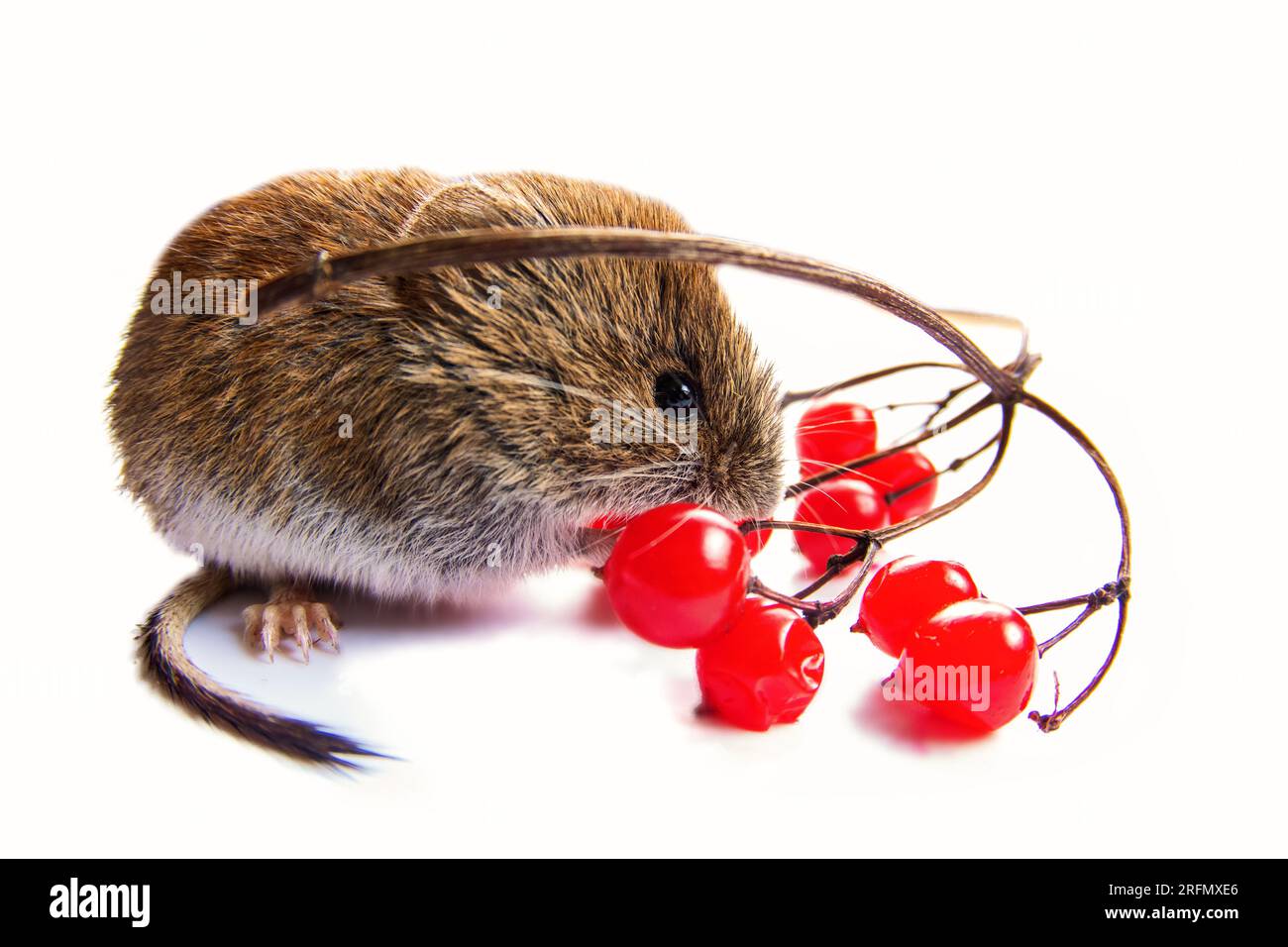 https://c8.alamy.com/comp/2RFMXE6/boreal-forests-gray-sided-vole-clethrionomys-rufocanus-and-ripe-red-european-dogwood-viburnum-opulus-berries-are-the-preferred-food-isolated-on-w-2RFMXE6.jpg