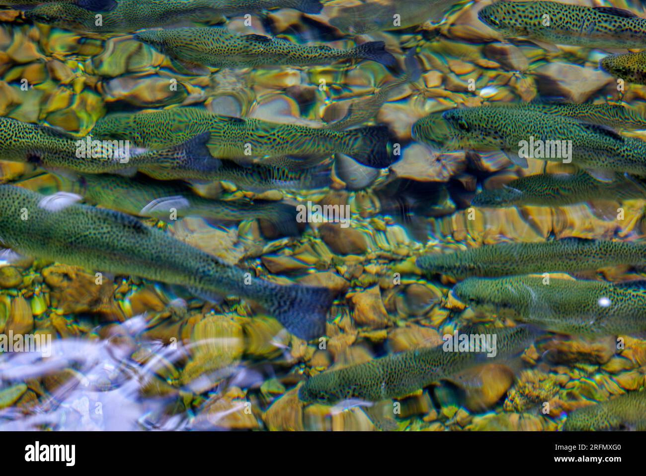 EcoFriendly Aquaculture CloseUp of Farmed Trout in a Shallow Stone