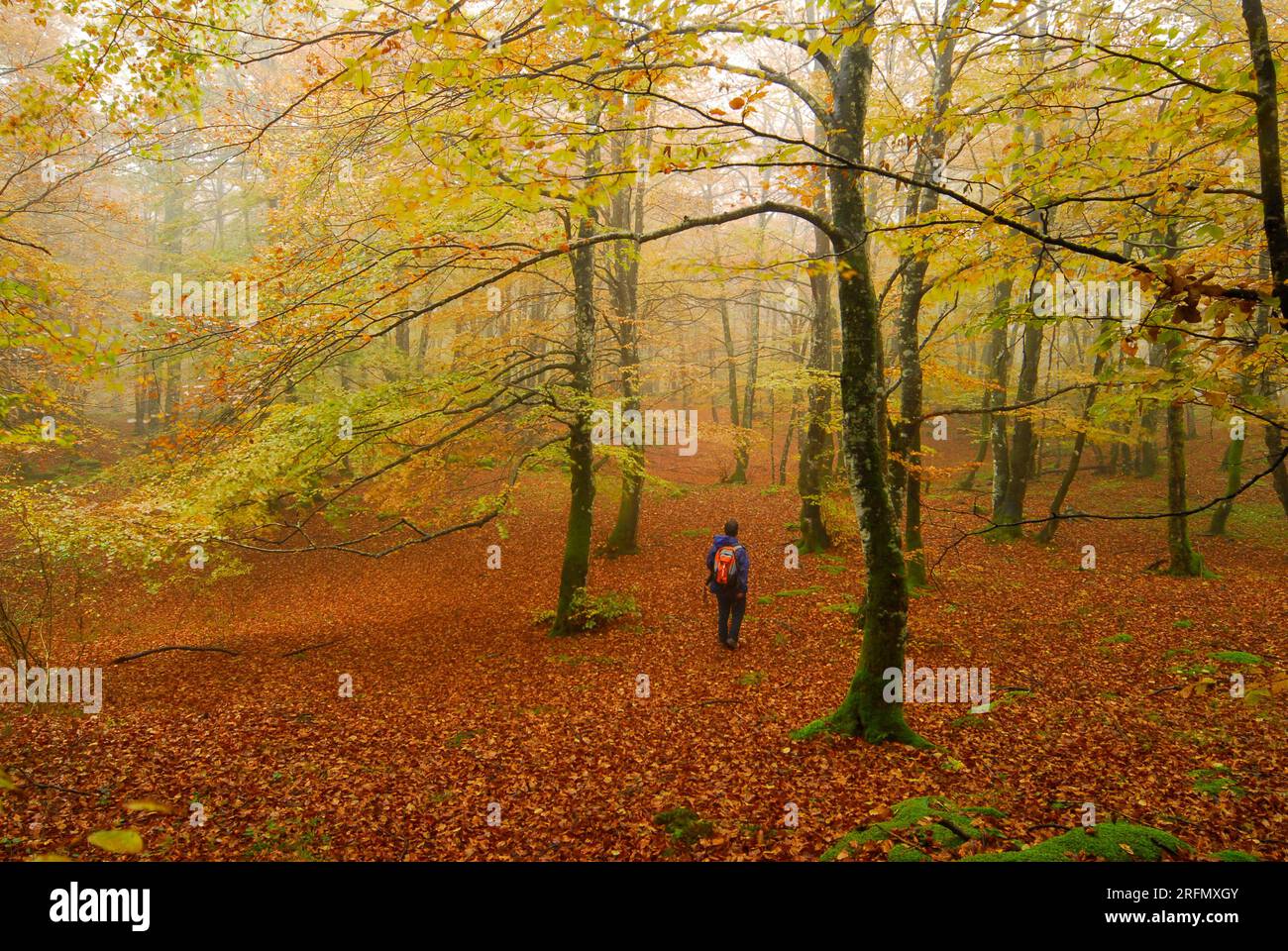 A hiker walks through a beech forest in autumn with the ground covered ...