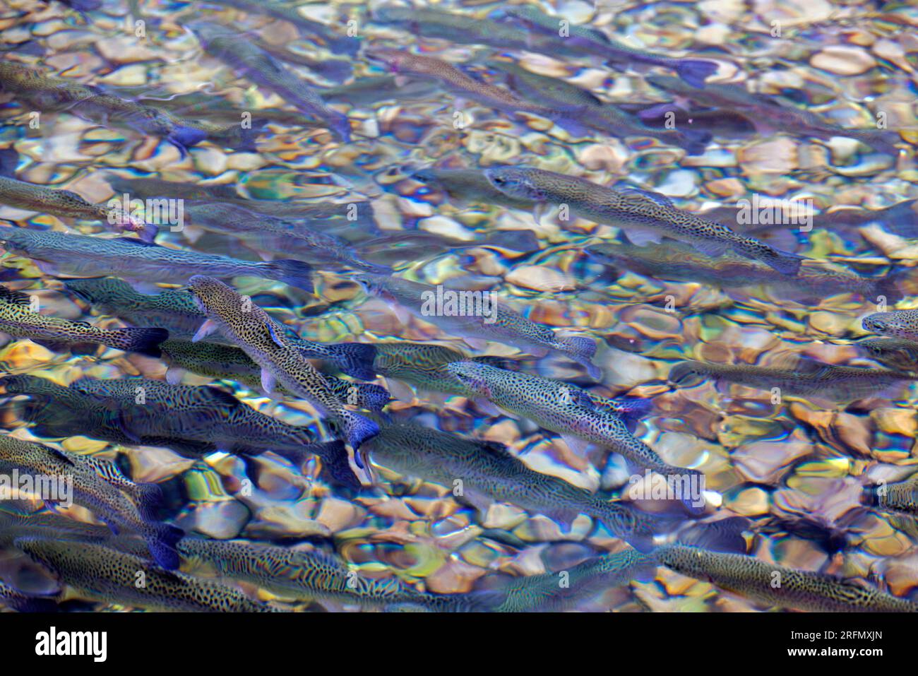 EcoFriendly Aquaculture CloseUp of Farmed Trout in a Shallow Stone