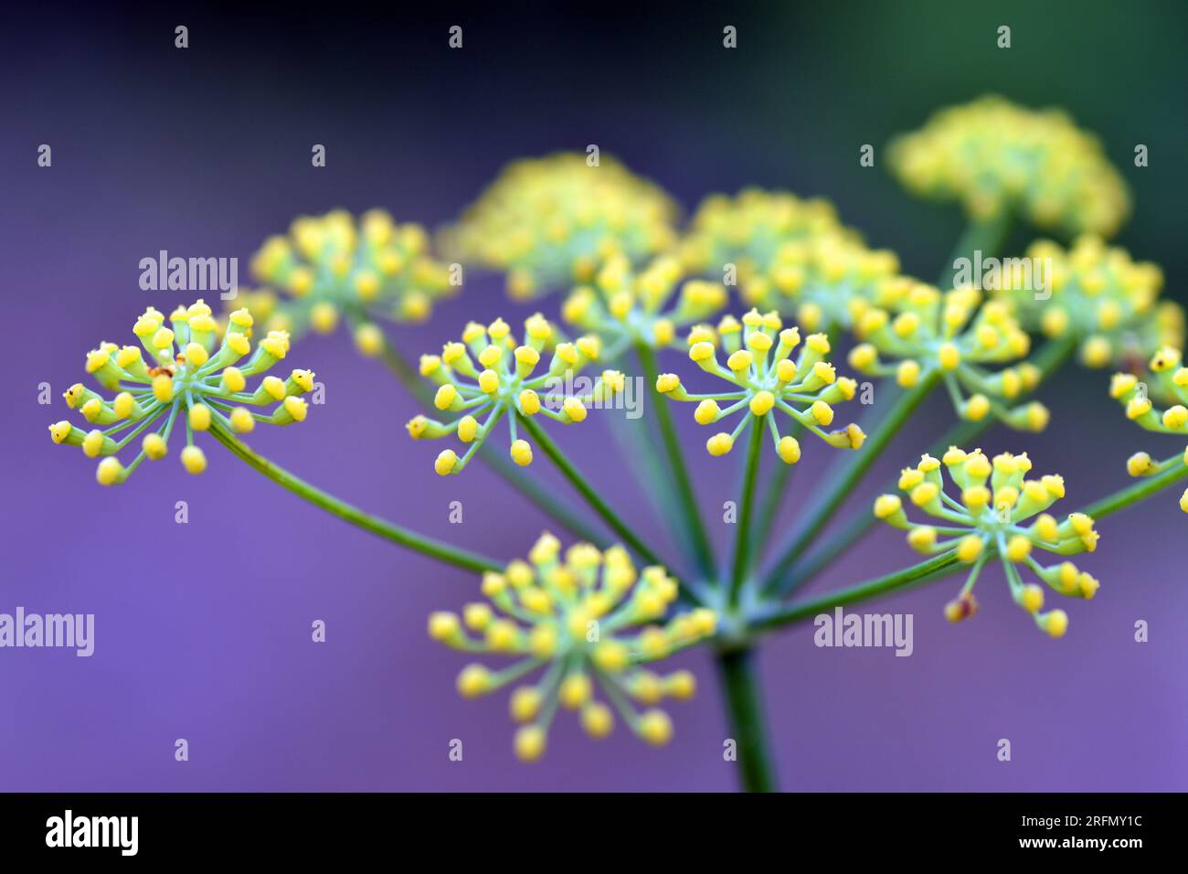 Fennel flowers (Foeniculum vulgare) turning into fruits on a purple