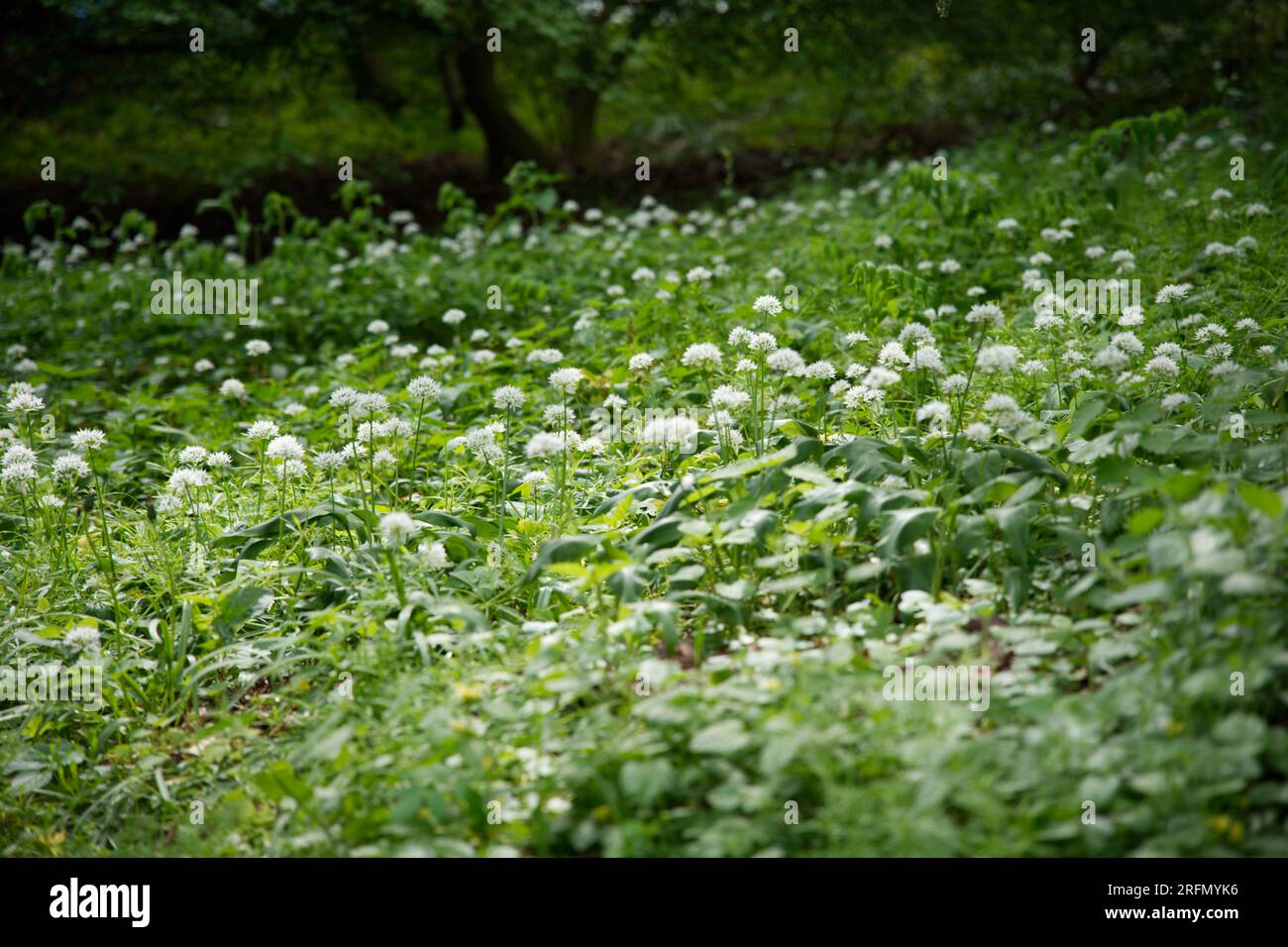 Wild Ransom's Wld herb hi-res stock photography and images - Alamy