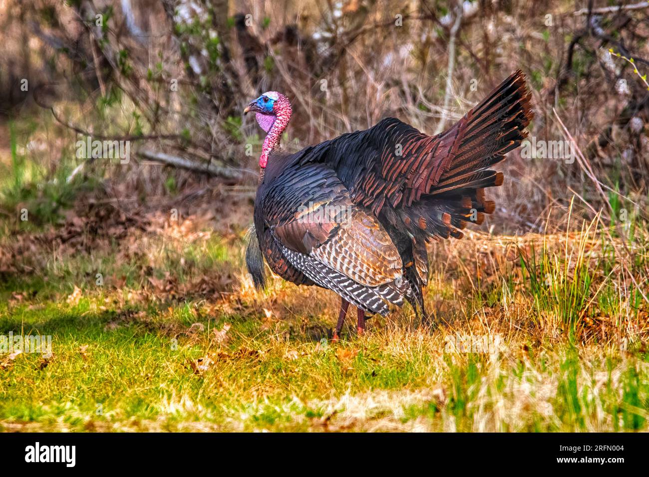 Wild Turkey At Presque Isle State Park Stock Photo - Alamy