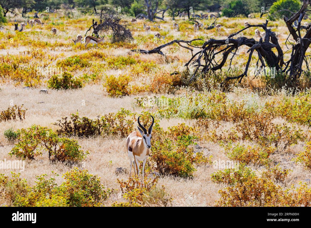 A springbok antelope backlit between grass and bushes in the savannah grassland of Etosha National Park in Namibia, Africa Stock Photo