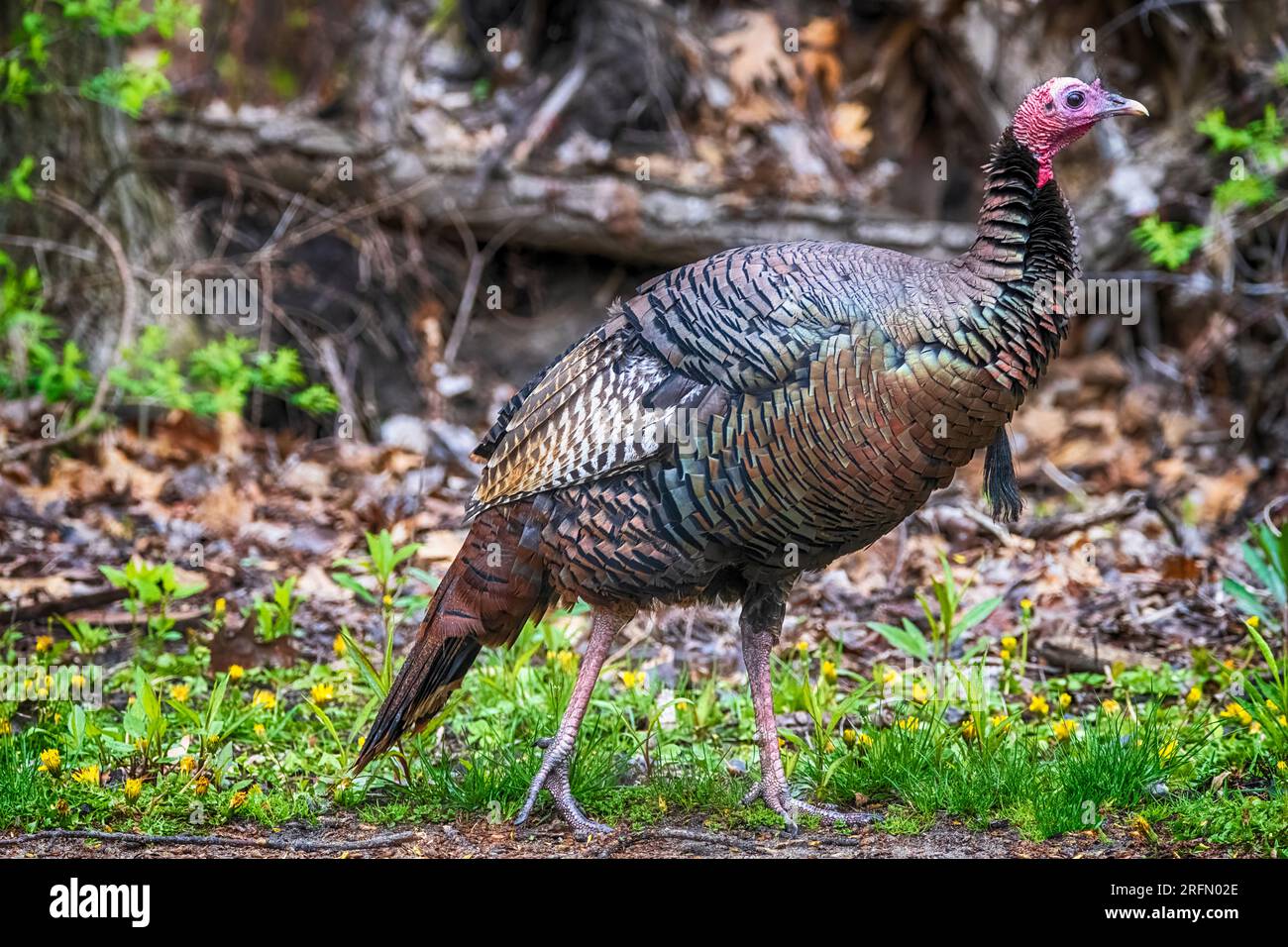 Wild Turkey At Presque Isle State Park Stock Photo