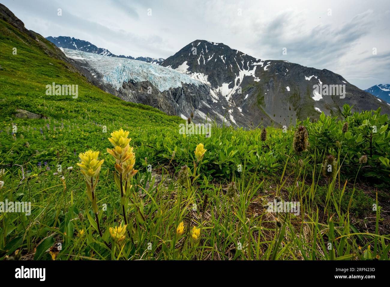 Blossoming flowers at Glacier Knik in summer, Alaska Stock Photo