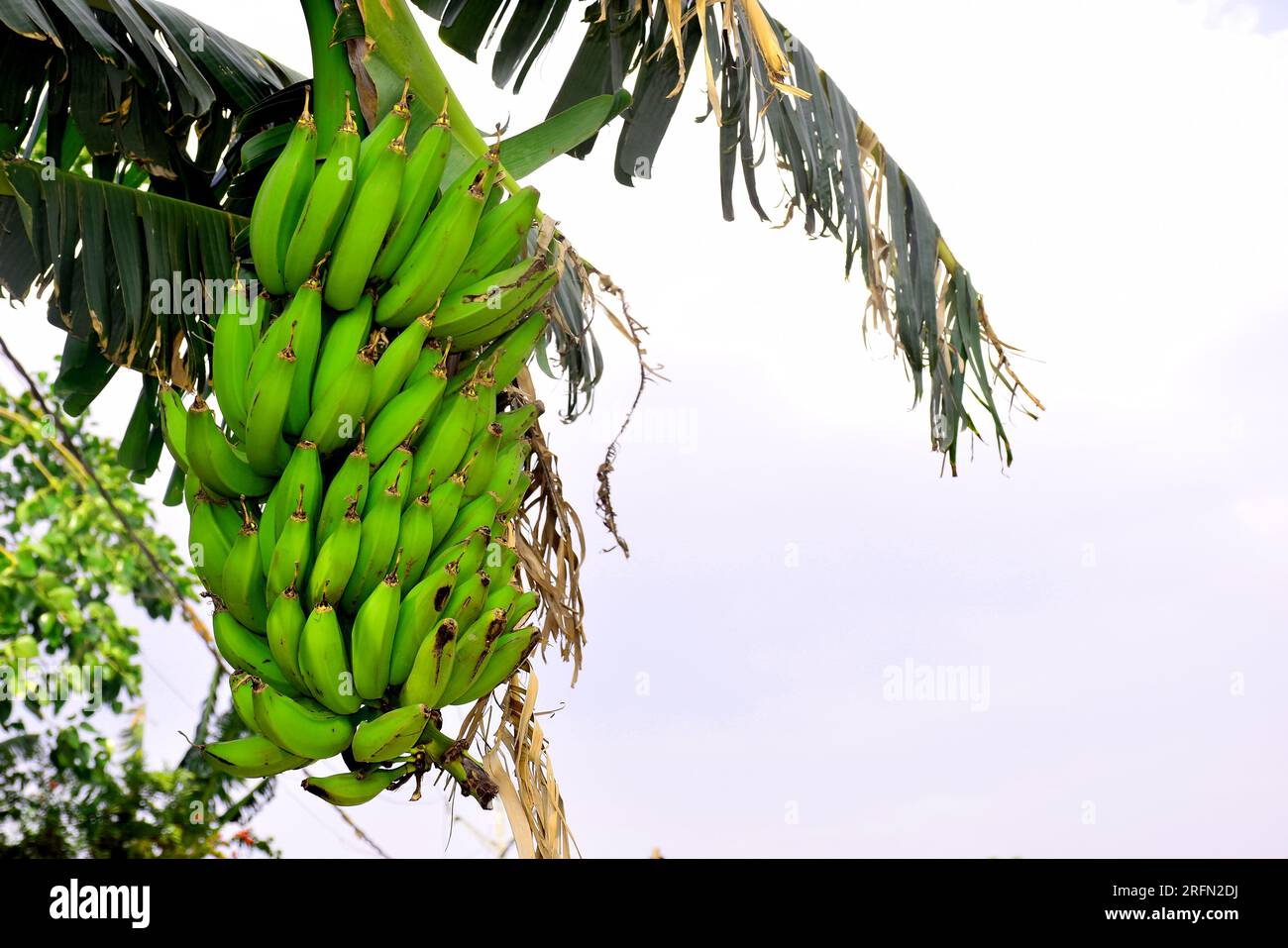 Bunch of green bananas in the garden. Agricultural plantation. Banana grow on tree. Stock Photo