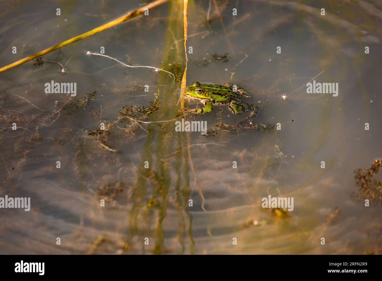 A green water frog in a wetland, waiting for insects to appear Stock Photo