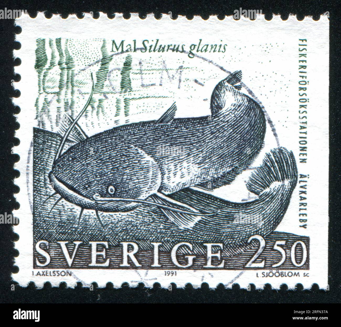 SWEDEN - CIRCA 1991: stamp printed by Sweden, shows Wels catfish, circa 1991 Stock Photo