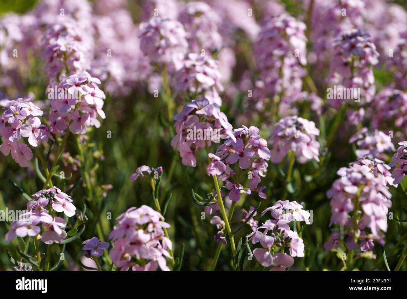Aethionema grandiflorum close-up for floral background Stock Photo