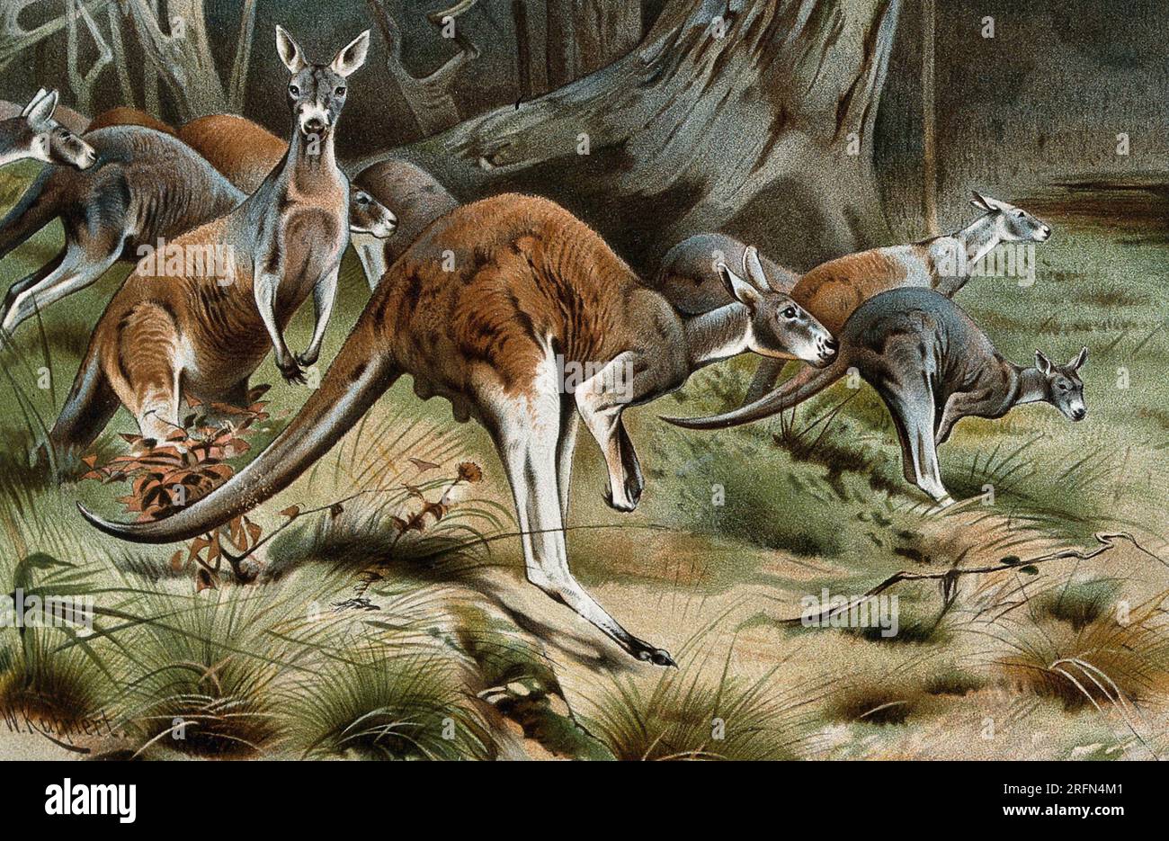 A group of red kangaroos on the move. Color reproduction of a painting