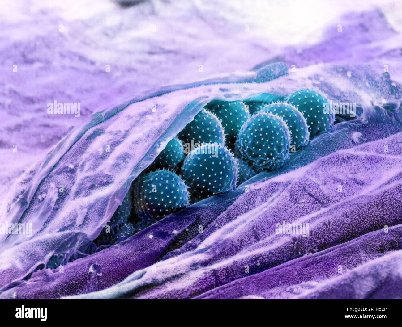 Scanning Electron Micrograph (SEM) of Rust on wheat leaf. Magnification: 1160x Stock Photo