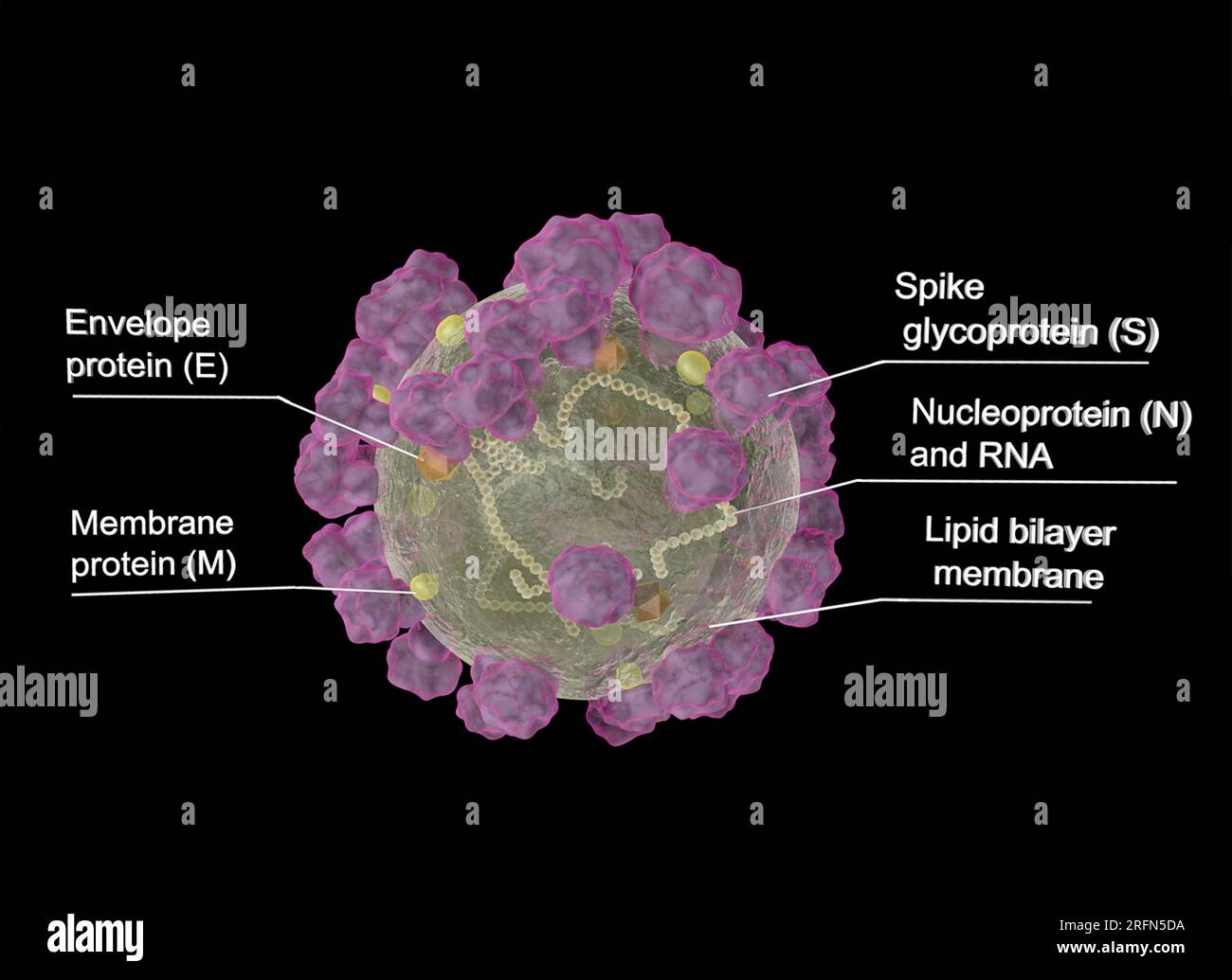 Coronavirus disease (COVID-19) is an infectious disease caused by the SARS-CoV-2 virus.  The SARS-CoV-2 virus consists of four different proteins and a strand of RNA.  The “Spike” protein (S) sticks out from the membrane, giving the virus its distinctive 'corona' appearance. Two other proteins, envelope protein (E) and membrane protein (M), occur throughout the membrane to provide structural integrity. Finally, Inside the virus, nucleoprotein (N) acts as a scaffolding for the 29,900 nucleotides of RNA that make up the viral genome. Stock Photo