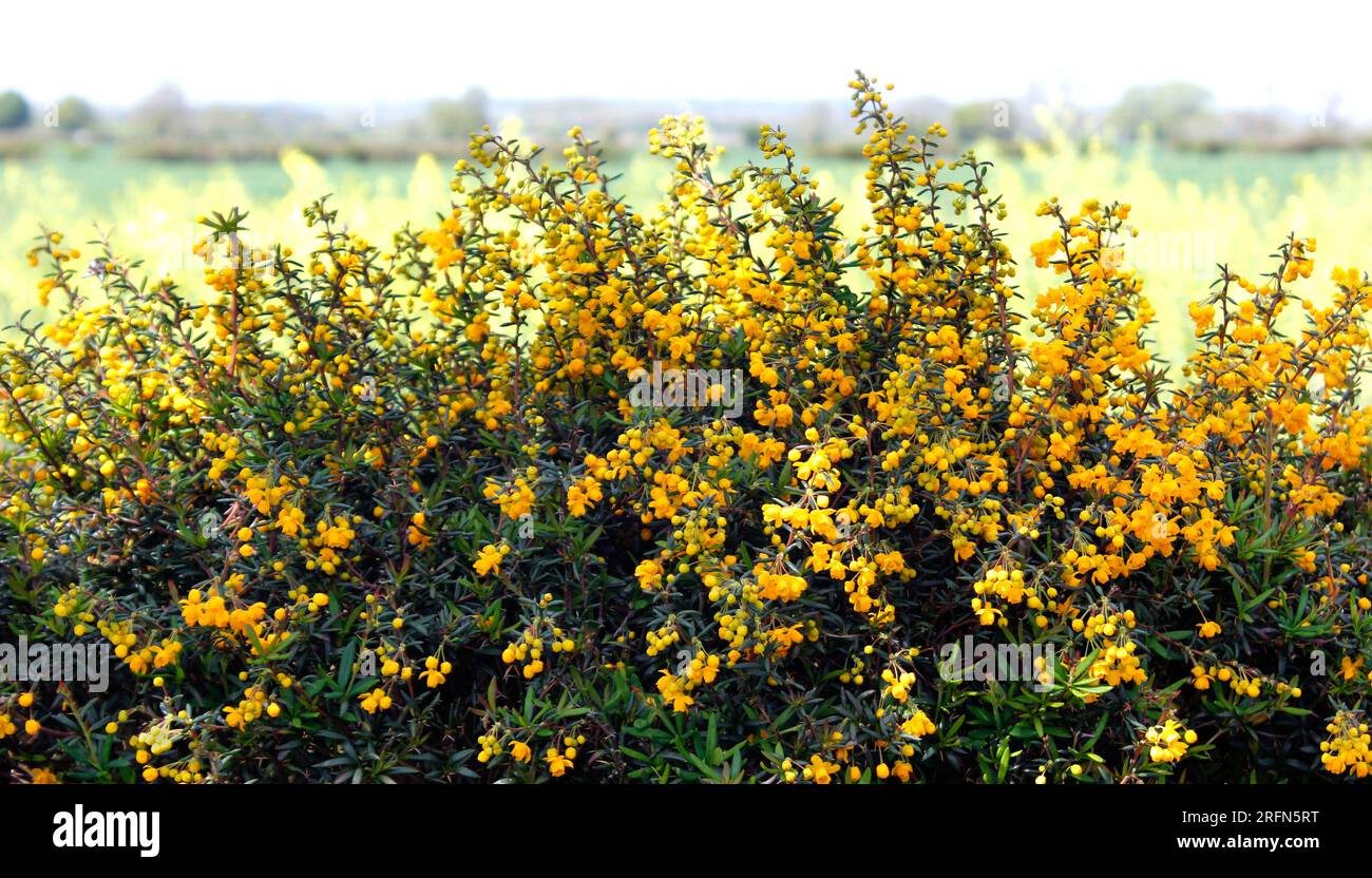 Berberis (Barberry darwinii) bright yellow scented flowering shrub Stock Photo