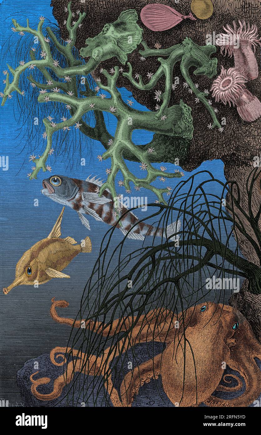 Coral reefs are diverse underwater ecosystems held together by calcium
