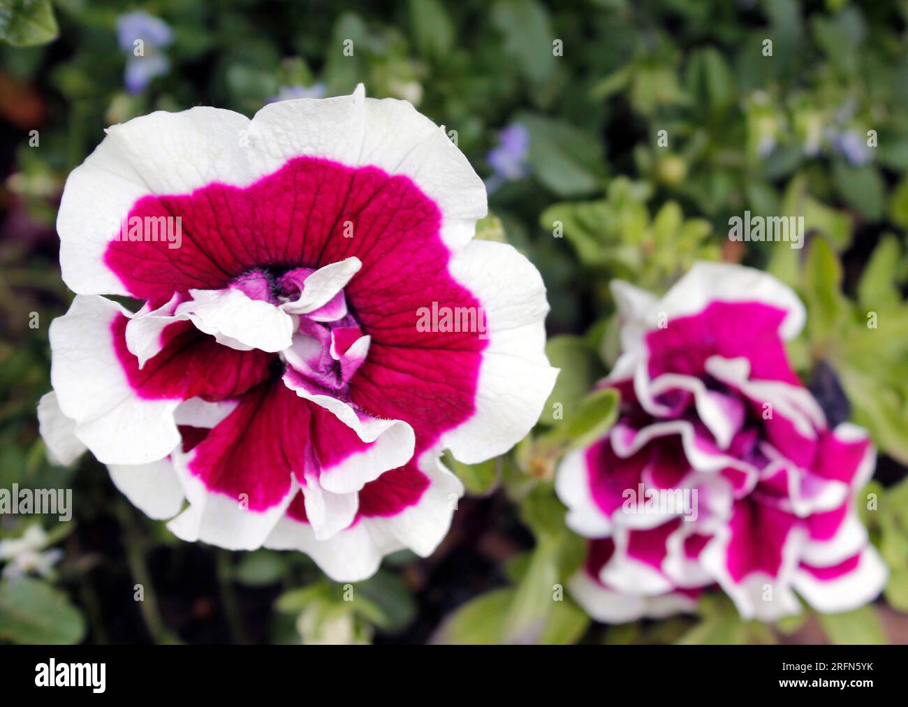 Close up flowering Petunia 'blackberry ripple' in May sunshine Stock Photo