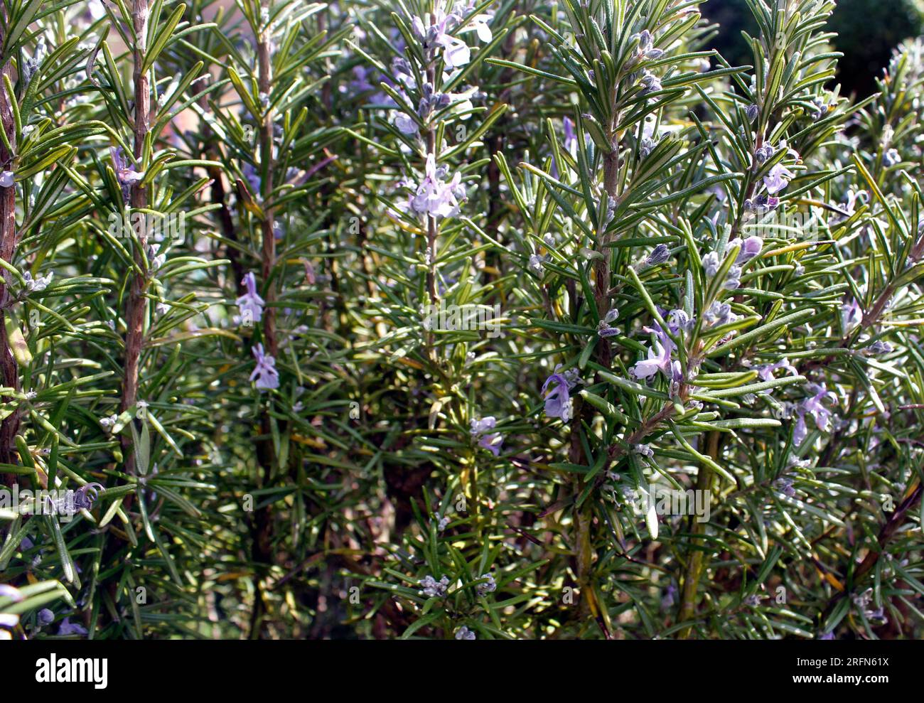 Rosemary (Rosmarinus Officinalis) shrub flowering in spring sunshine Stock Photo Alamy