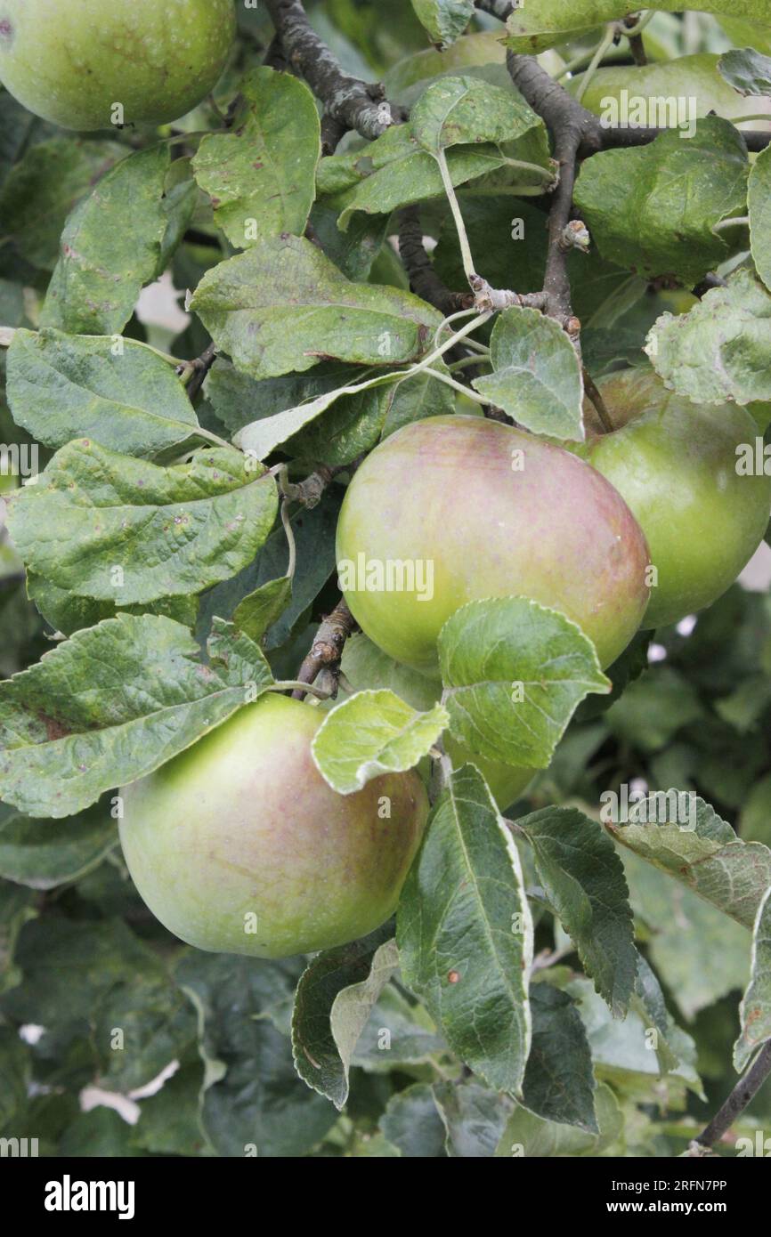 Close up of apples growing in mid-summer (variety unkown) Stock Photo