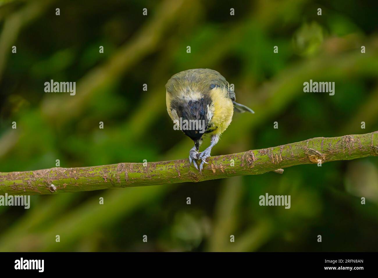 Great tit on a branch eating a seed Stock Photo