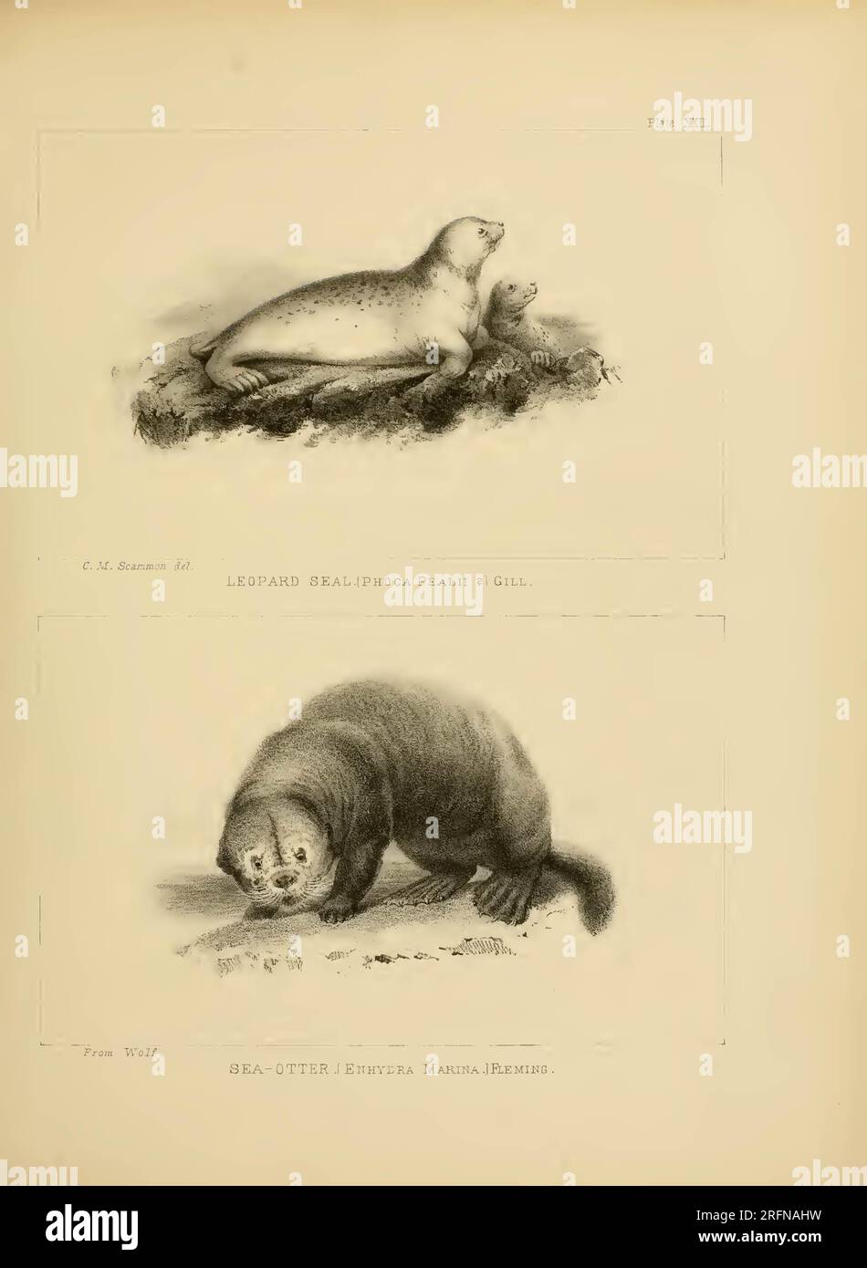 The marine mammals of the north-western coast of North America ...