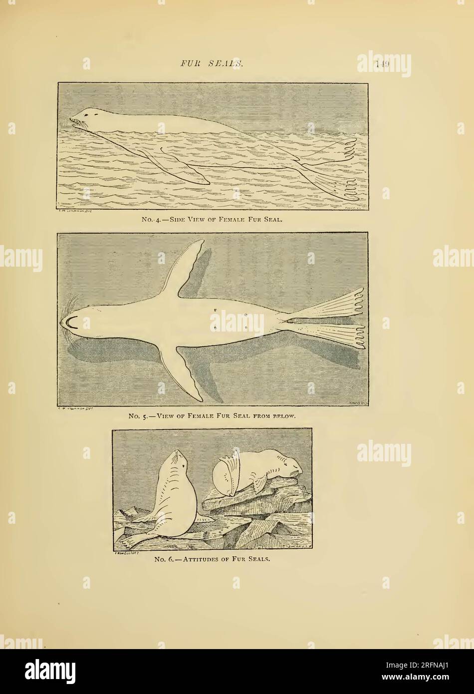 The marine mammals of the north-western coast of North America ...