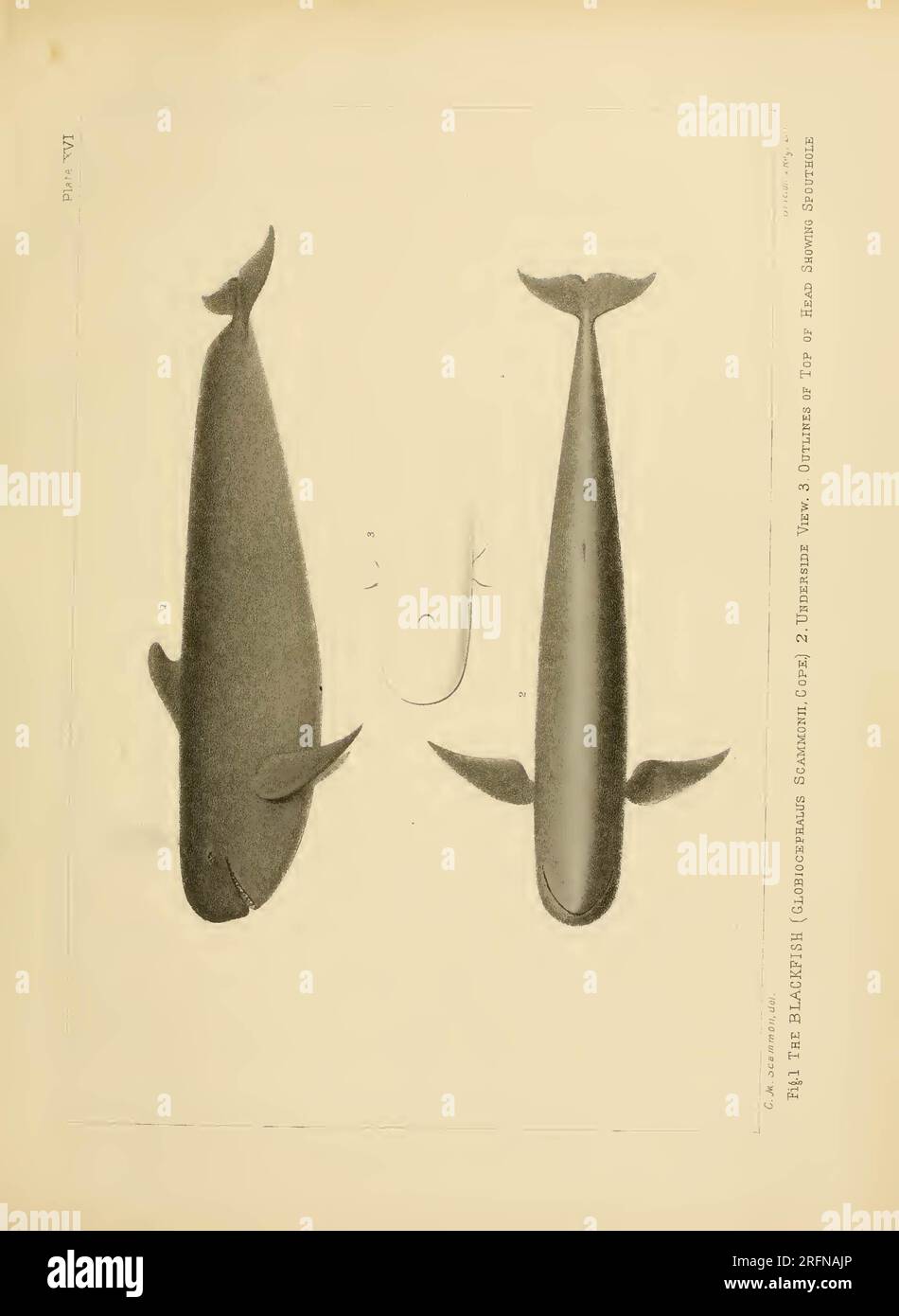 The marine mammals of the north-western coast of North America ...