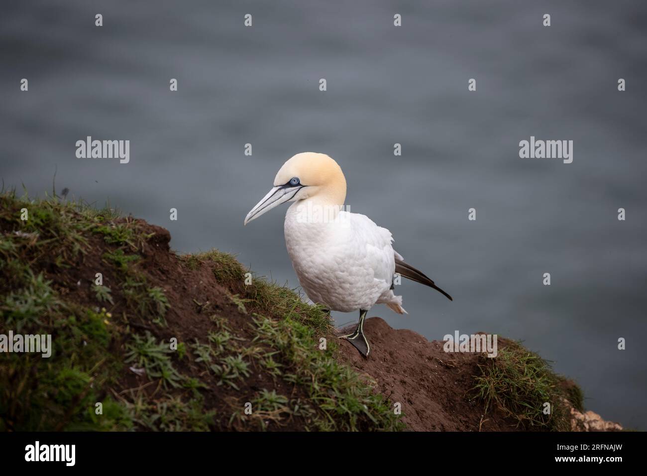 Single adult Norther Gannet Morus bassanus perching on the side of the steep sheer cliffs at Bempton in East Yorkshire, U.K. Stock Photo