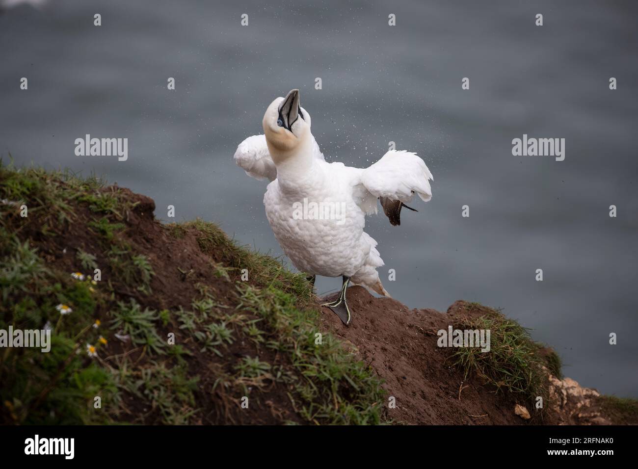 Northern Gannet Morus bassanus shaking raindrops off its white plumage on the cliffs at Bempton in East Yorkshire U.K. Stock Photo