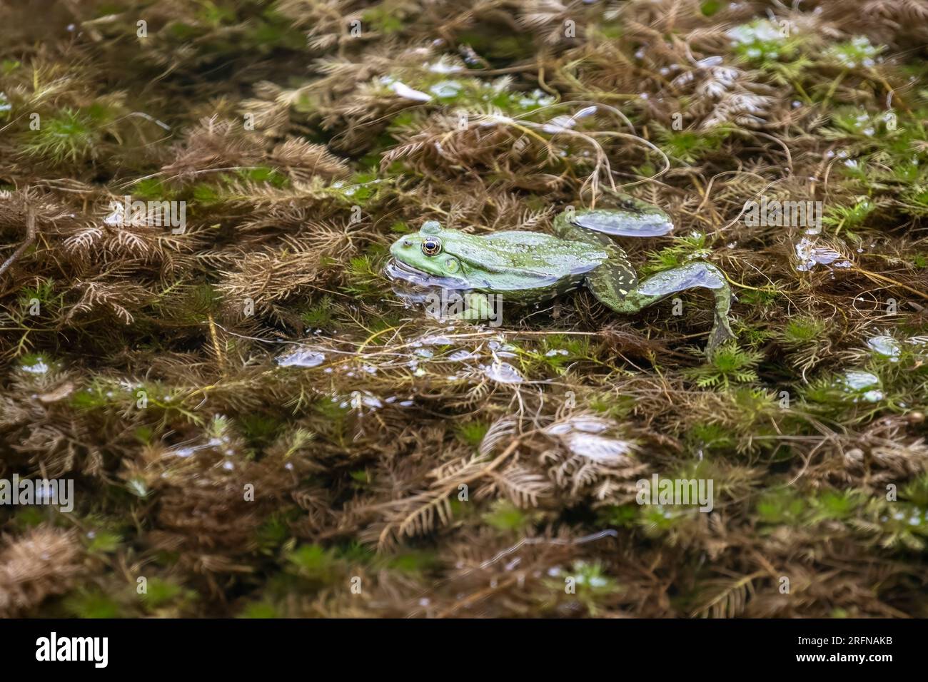 A Marsh frog  Pelophylax ridibundus in a pond with a rounded snout and warty skin that varies from olive to bright green, with irregular dark patches. Stock Photo