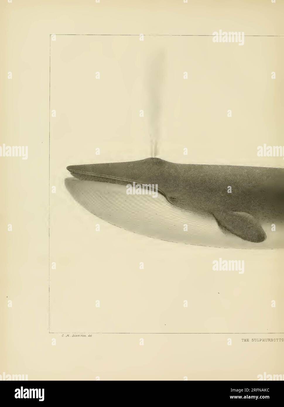 The marine mammals of the north-western coast of North America ...