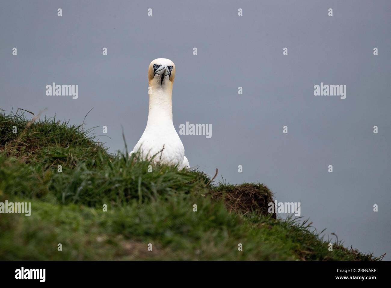Aggressive looking Northern Gannet Morus bassanus with penetrating eyes peering over the cliff top at Bempton in East Yorkshire, U.K. Stock Photo