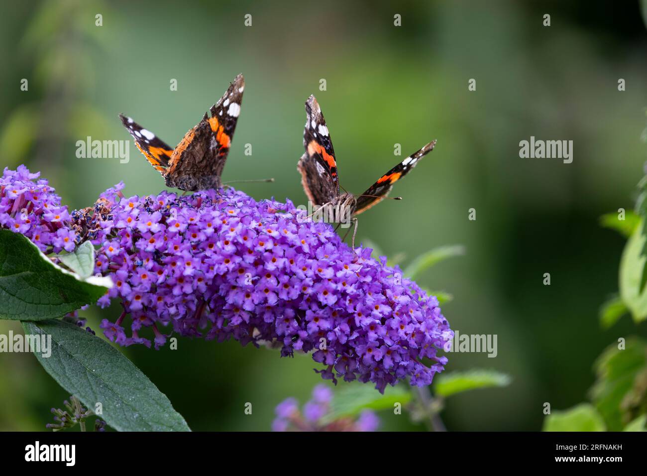 A pair of Red Admiral Butterflies Vanessa atalanta side by side adopting identical poses on a buddleia flower on a warm summer's day Stock Photo