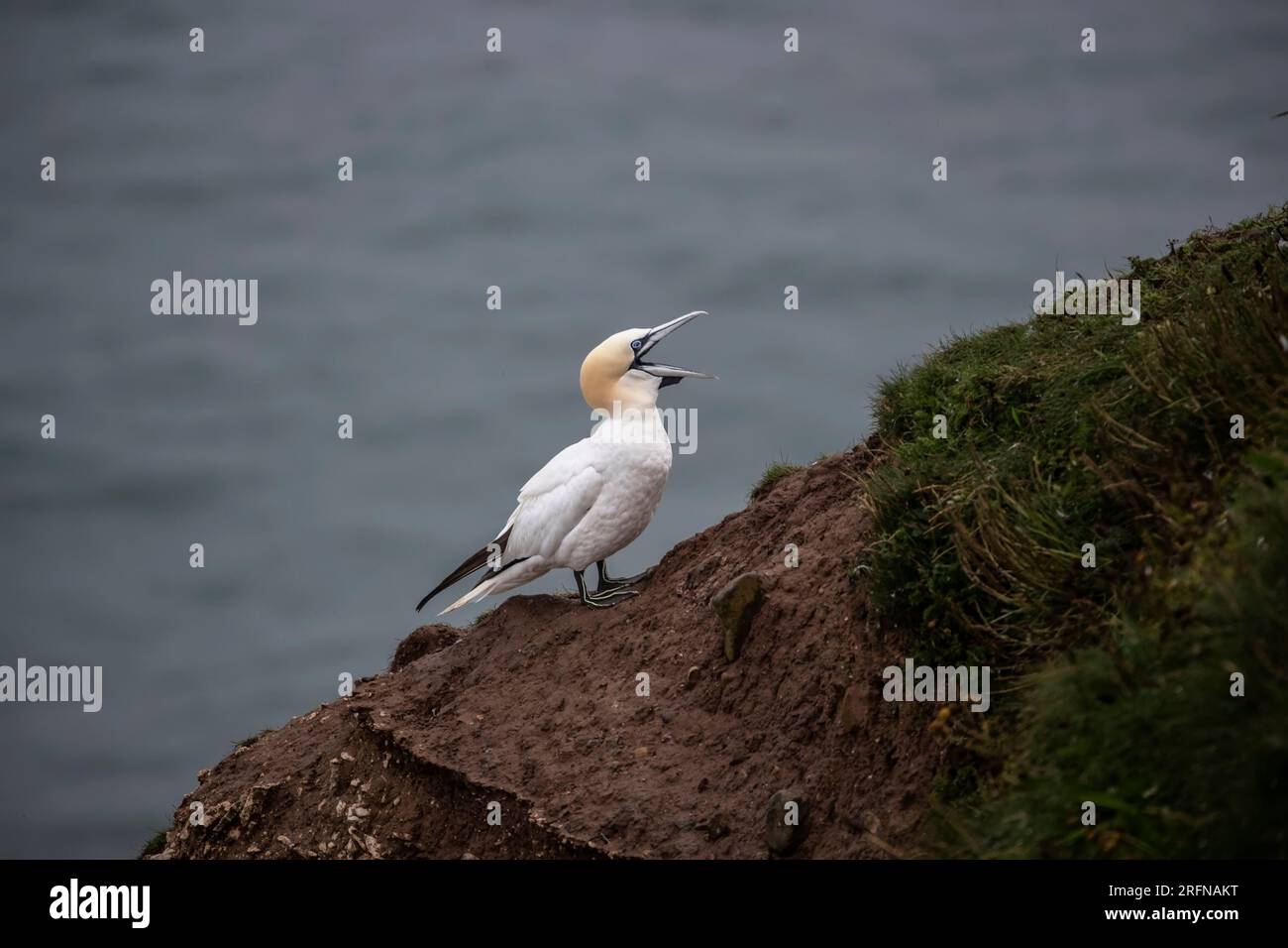 Single adult Northern Gannet Morus bassanus  in profile with its bill wide open on the edge of Bempton Cliffs in East Yorkshire Stock Photo