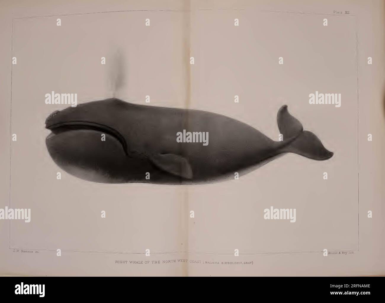 The marine mammals of the north-western coast of North America ...