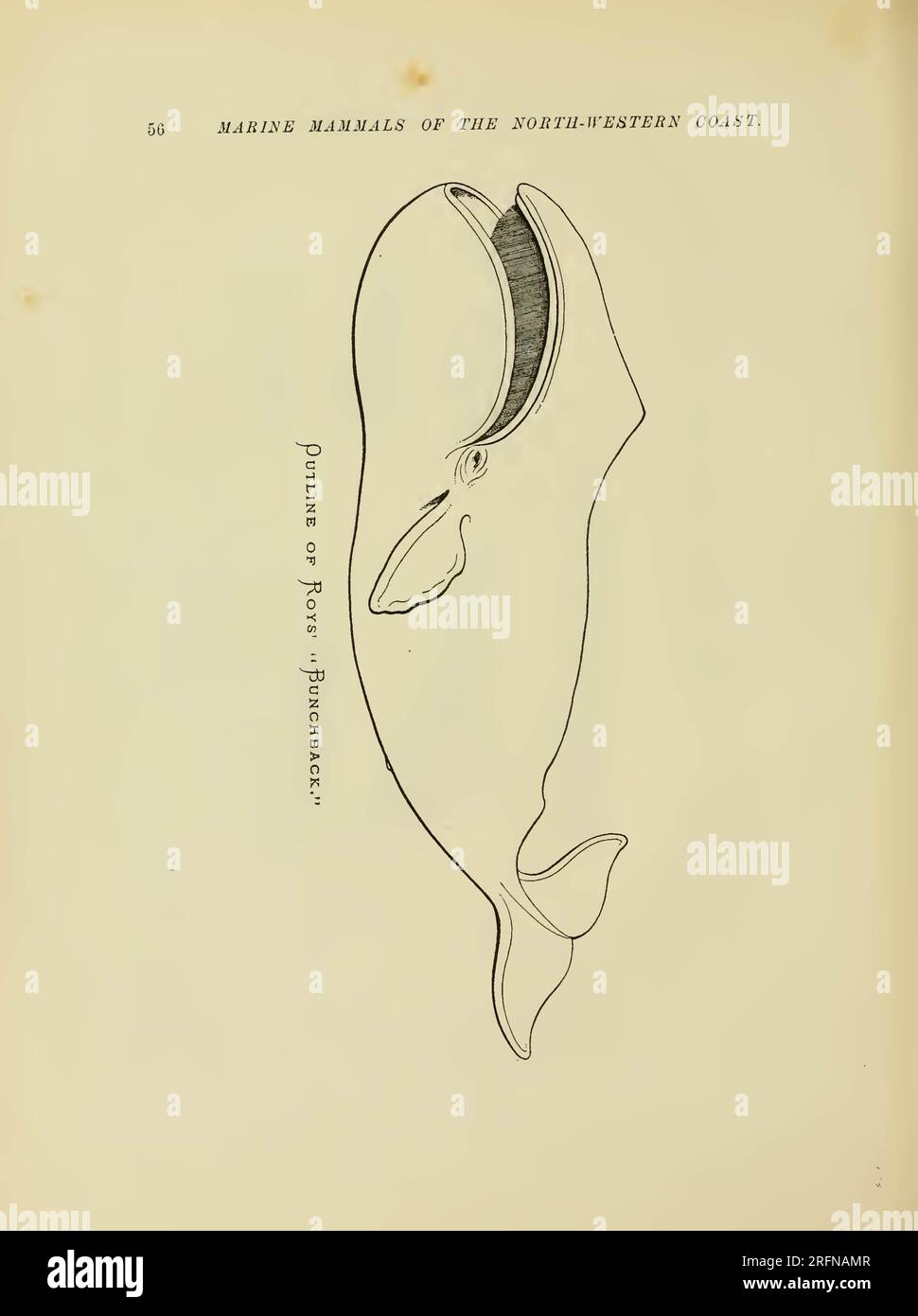 The marine mammals of the north-western coast of North America ...
