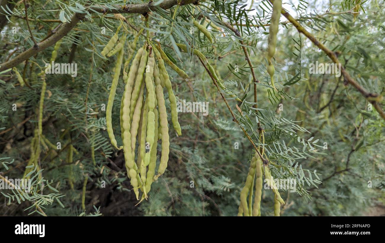 A bundle of green, unripe edible mesquite bean pods handing from a Honey Mesquite Tree in the Mojave Desert of Southern California, USA. Stock Photo