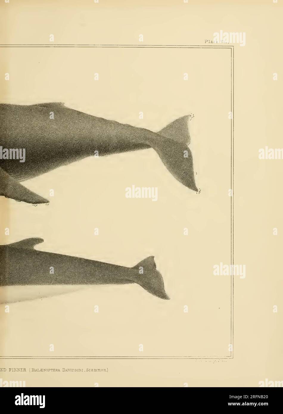 The marine mammals of the north-western coast of North America ...