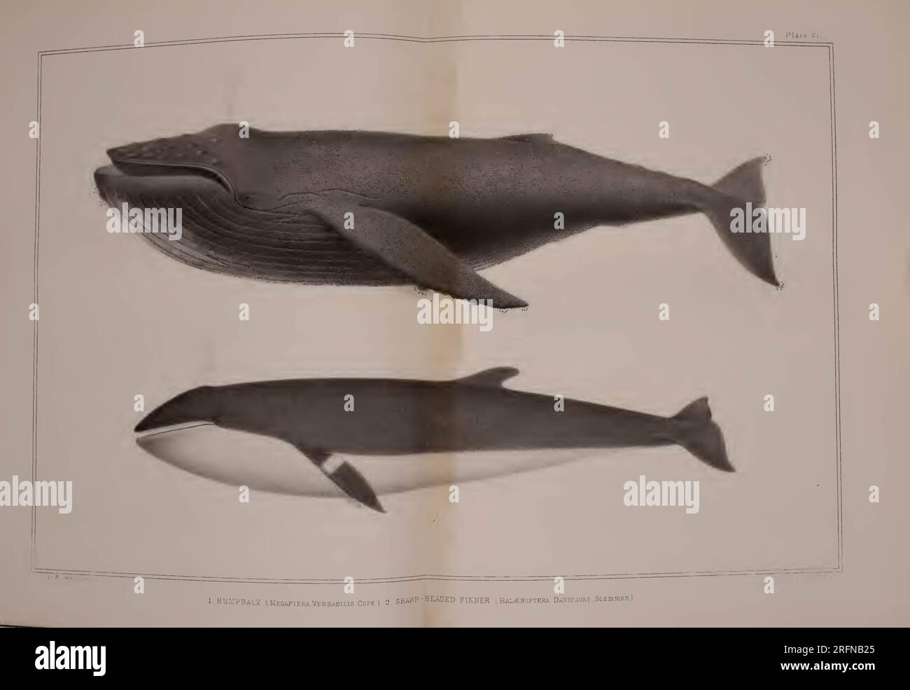 The marine mammals of the north-western coast of North America ...