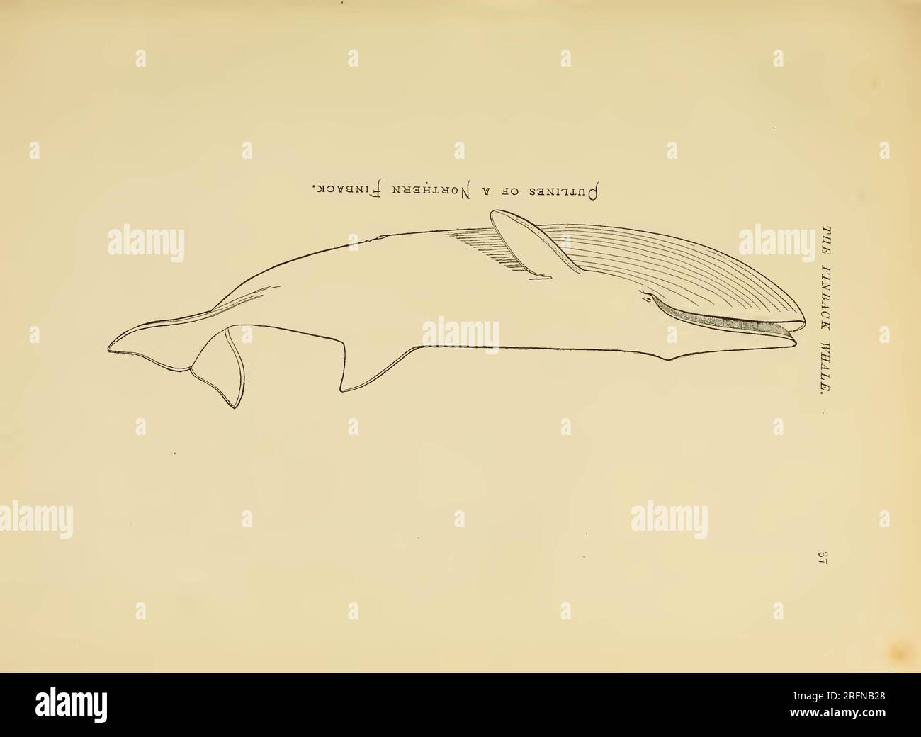 The marine mammals of the north-western coast of North America ...