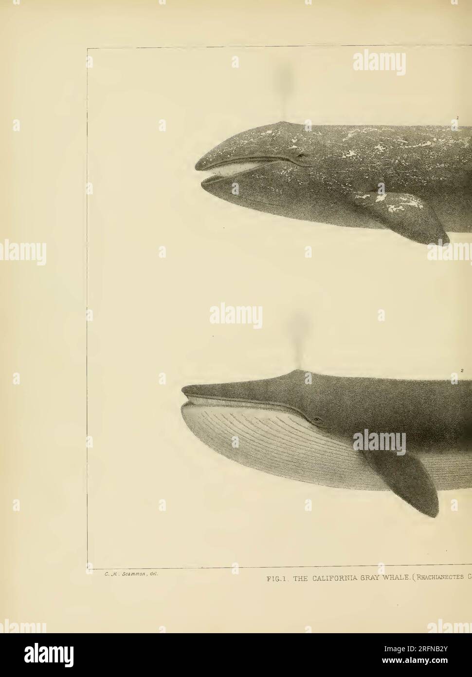 The marine mammals of the north-western coast of North America ...