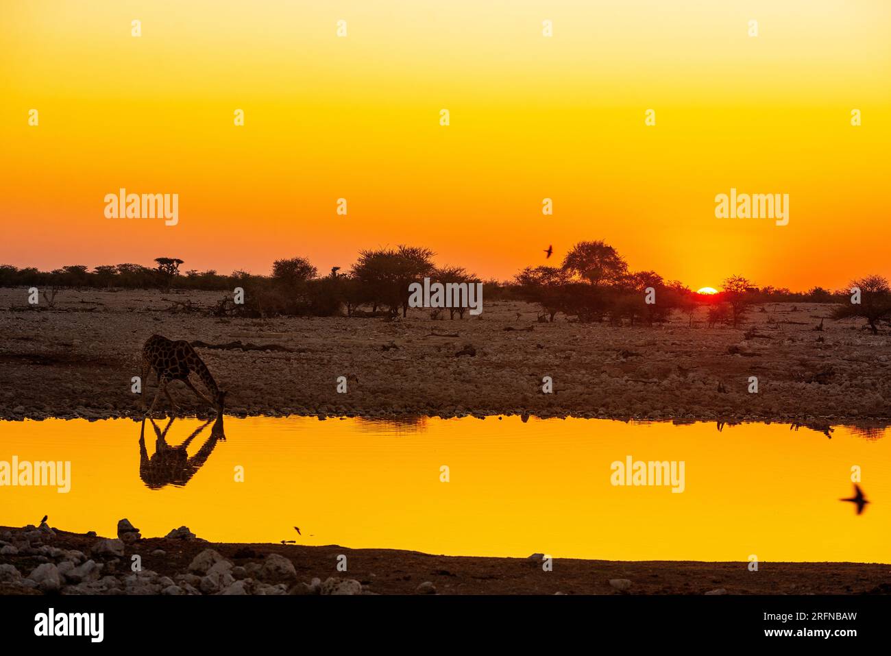 Giraffe drinking at sunrise, Klein Namutoni waterhole, Etosha National Park, Namibia Stock Photo